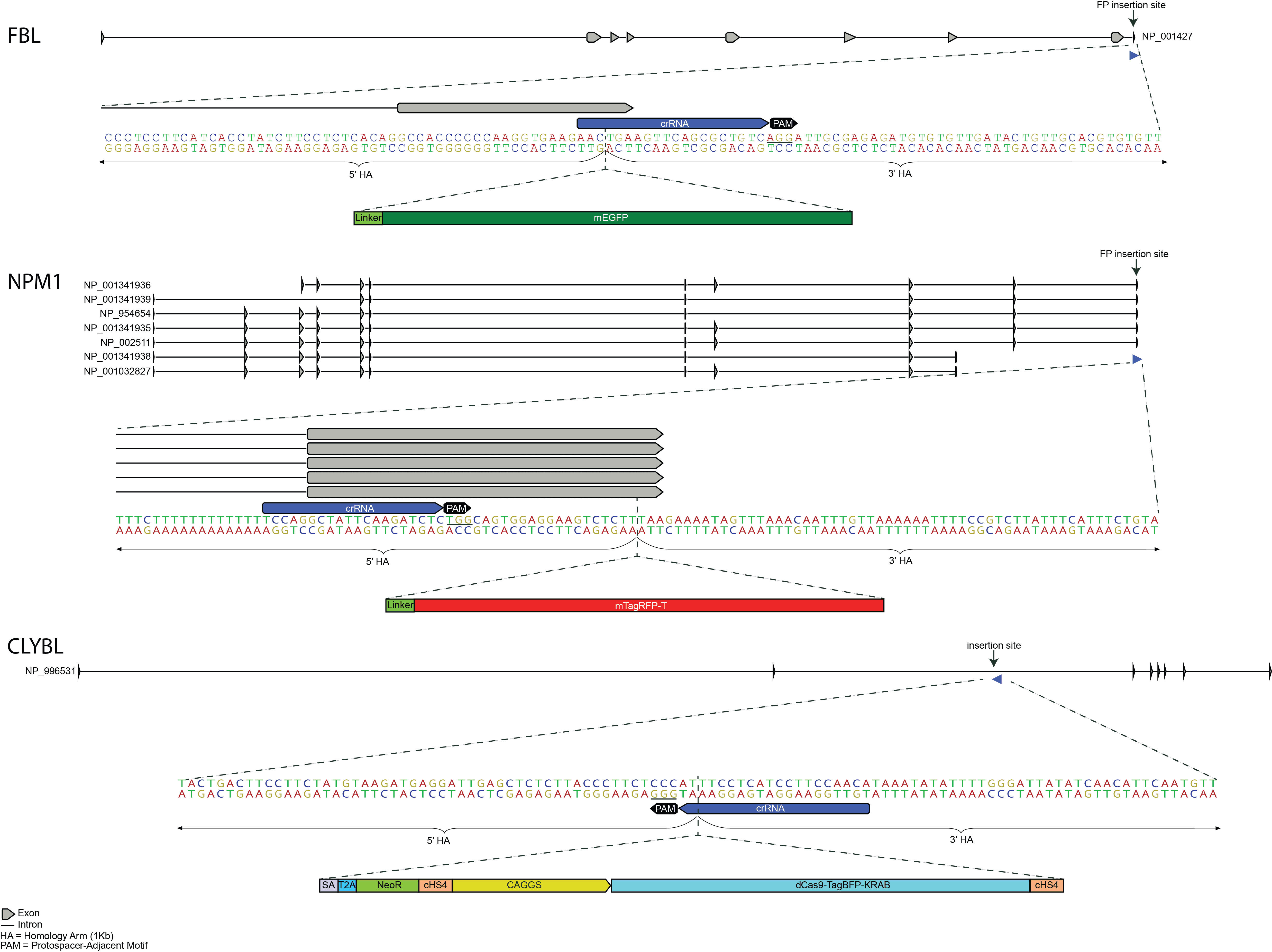mEGFP Insert