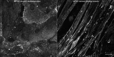 Cell line media