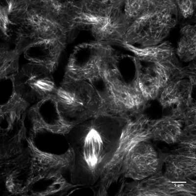 Cell line media