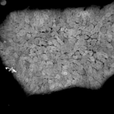 Cell line media