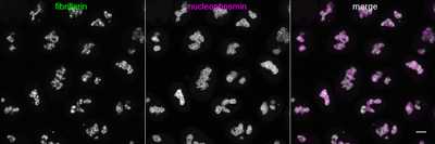 Cell line media