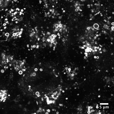 Cell line media