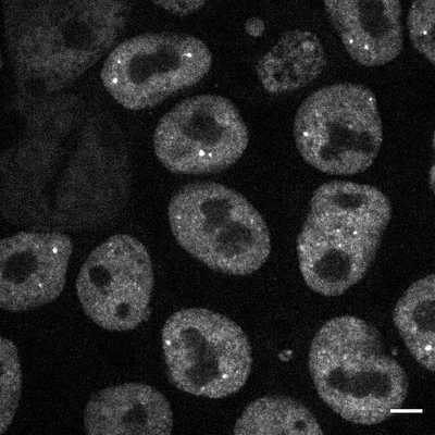 Cell line media